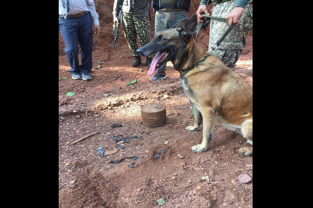 ITBP dog ‘Sophia’ foils IED blast in Chhattisgarh, saves lives