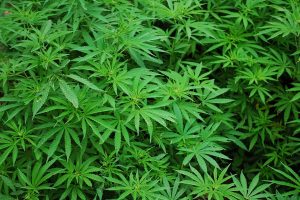 Karnataka police seize 6,000 marijuana plants