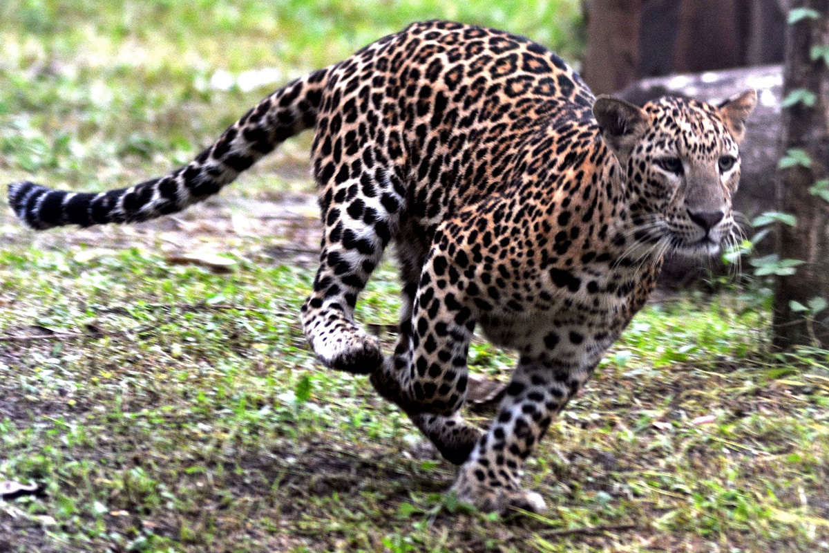 Leopard strays into a Delhi village, injures 8