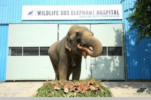 Blind elephant to get therapy in UP elephant hospital