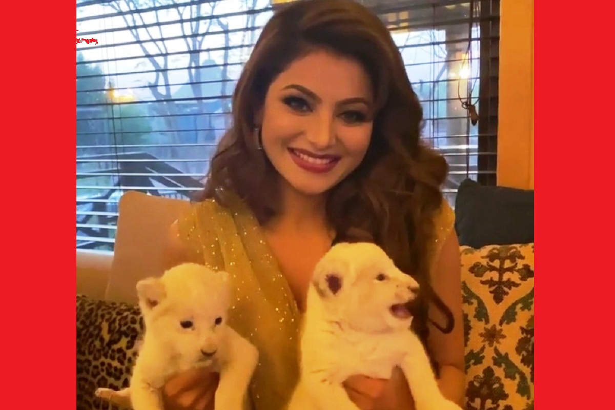 Urvashi Rautela has lioness cub named after her