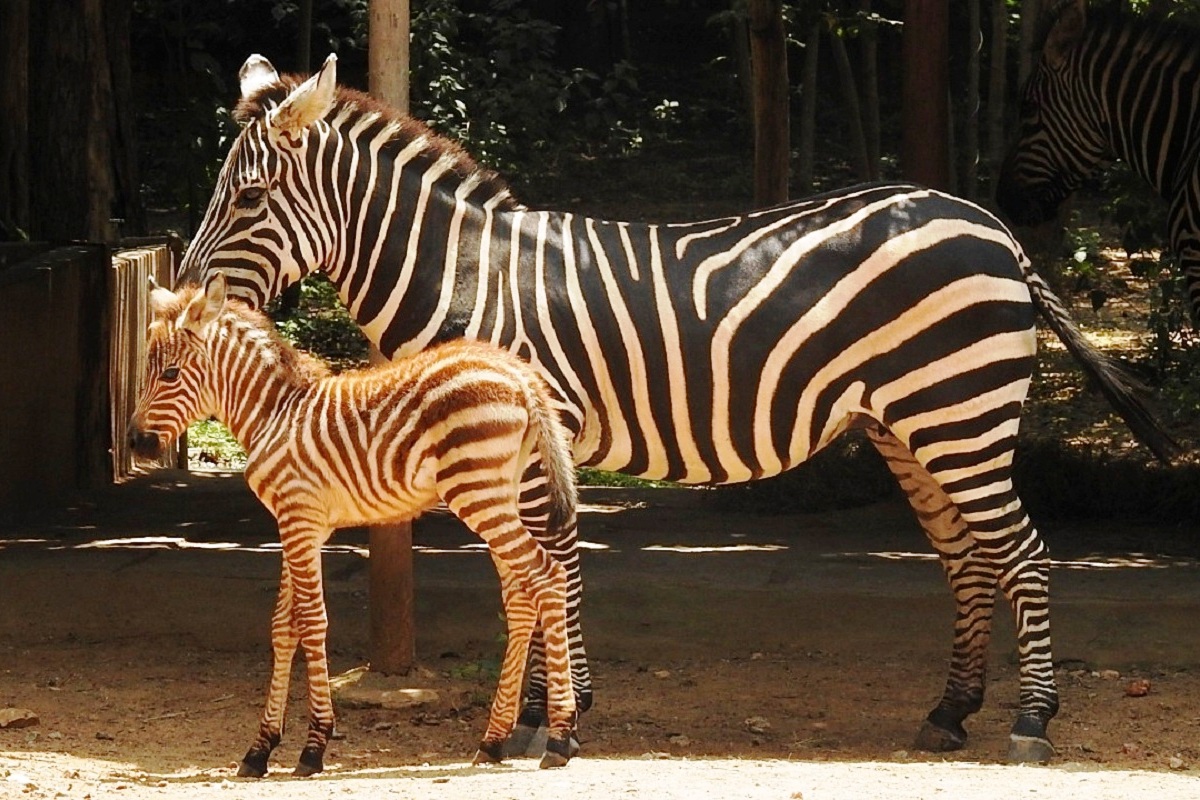 Female zebra foal becomes Mysuru zoo’s newest resident