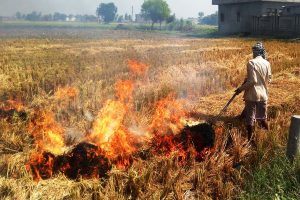 Haryana chief secretary seeks action plan to curb stubble burning