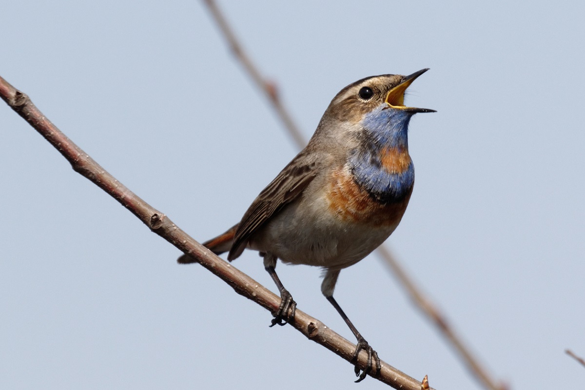 Sweet sound of birds chirping at Kanpur zoo by press of a button