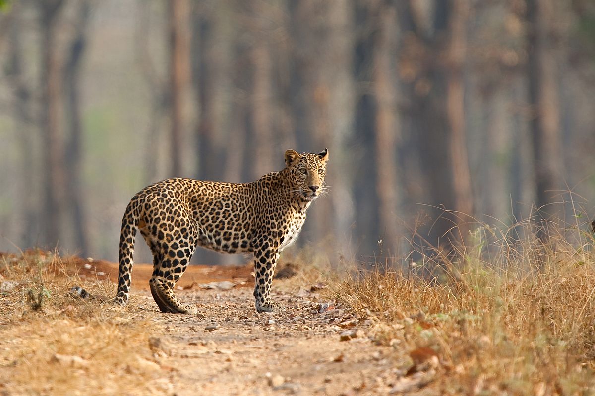 Leopard kills elderly woman in UP