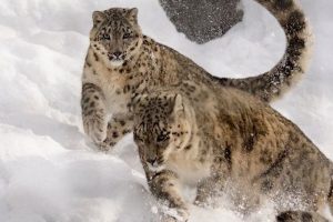 Unchecked climate change could extinct species like snow leopard