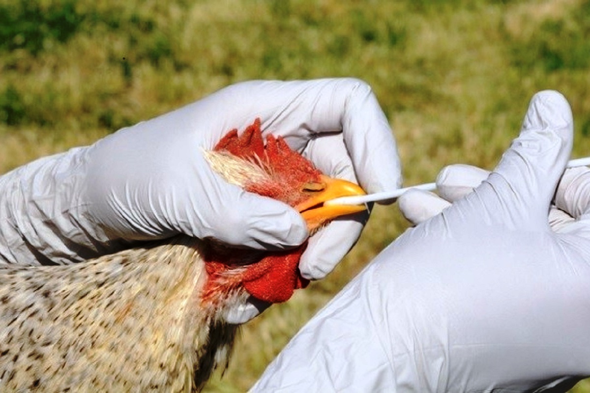 Government issues advisories to Avian Influenza affected States, UTs