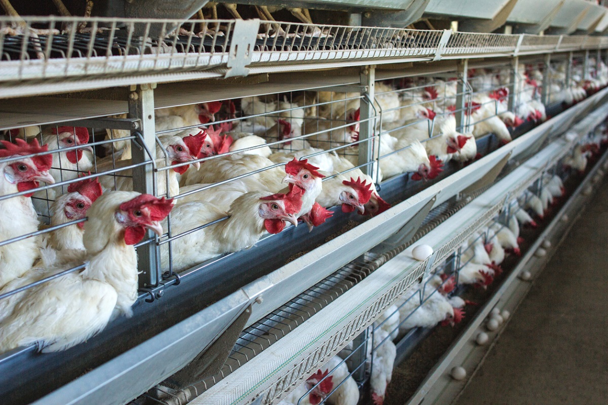 Poultry and egg businesses facing uncertain times due to bird flu