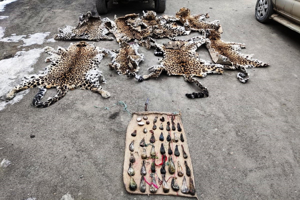 Wildlife Crime Control Bureau busts wildlife trafficking syndicates in Jammu  and Kashmir - The Statesman