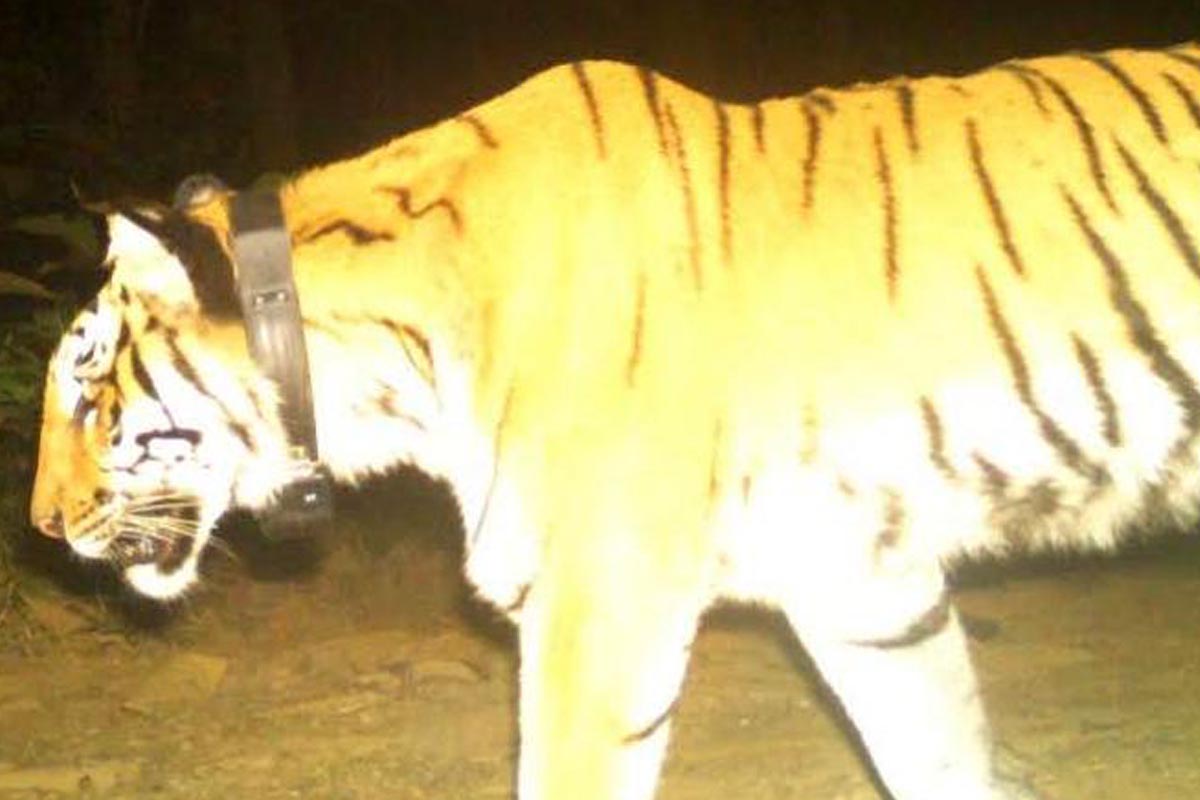 Translocated tigress features in camera trap
