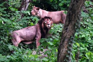 Etawah’s lions shifted to Gorakhpur zoo
