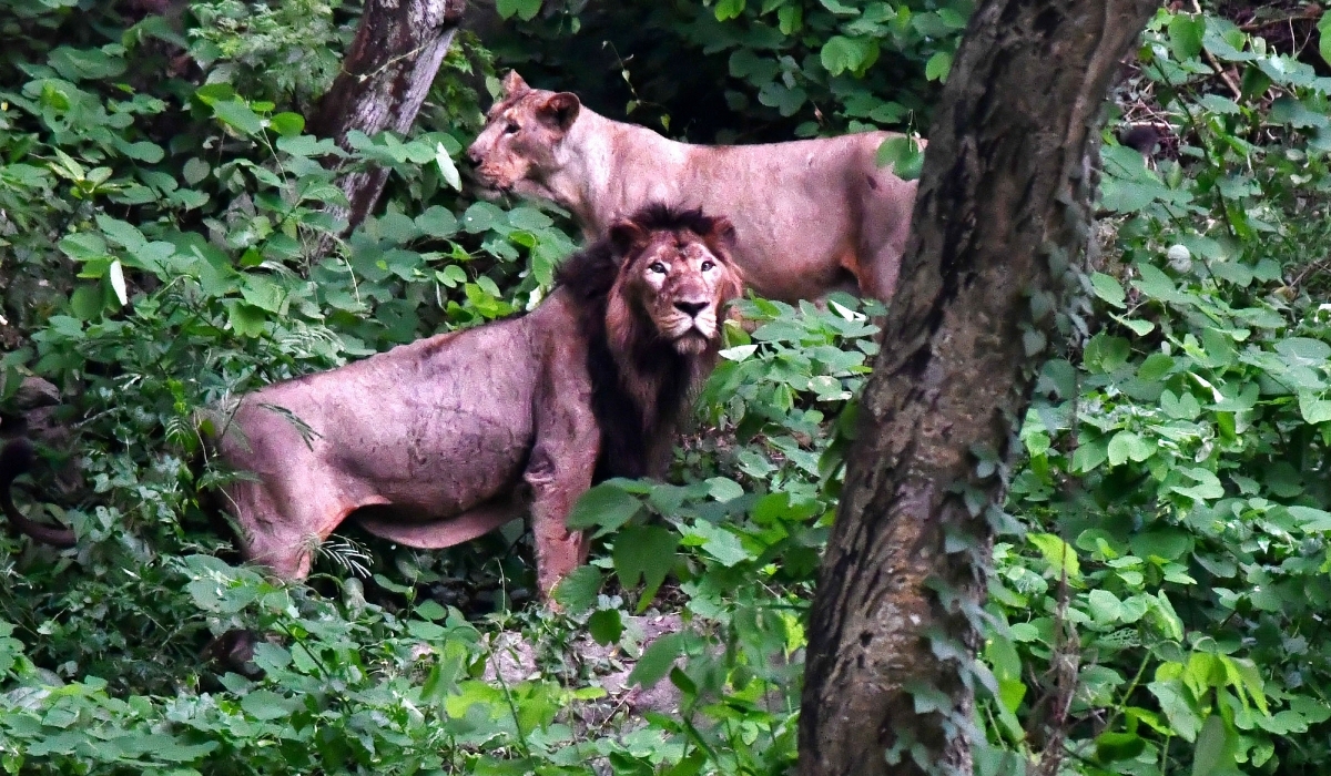 Lions, Gorakhpur zoo, environment, nature, animals