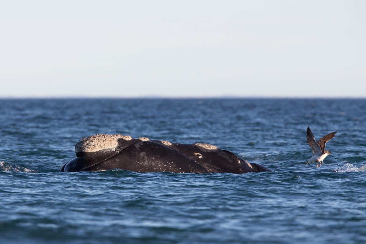 Scientists begin assessment of marine mammal population