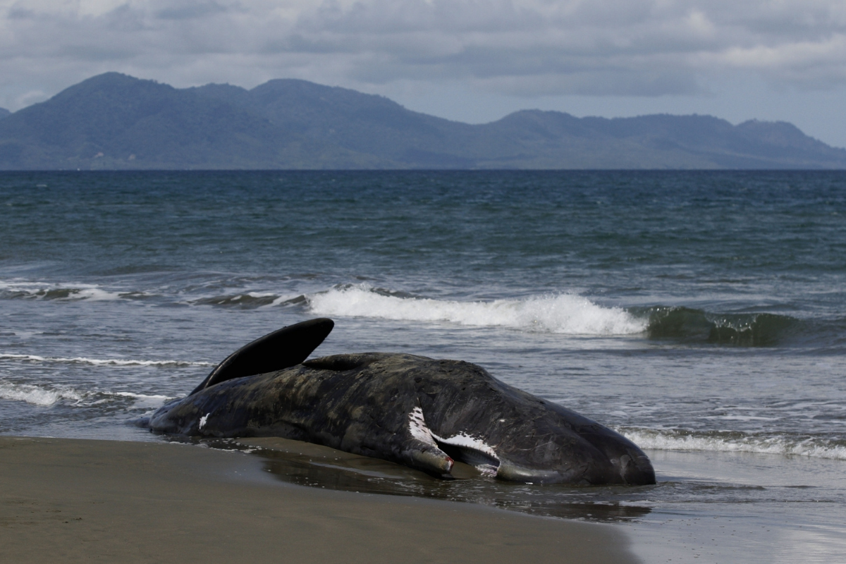 52 short-finned pilot whales found dead on Indonesian beach