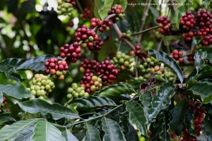 Nature at its best in Coorg’s coffee plantations