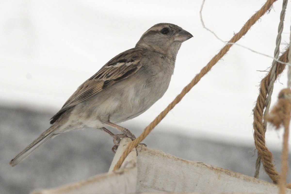 Where have noisy, gregarious house sparrows gone?