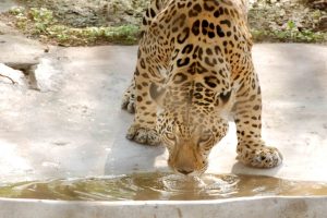 US scientists identify habitat to support 150 jaguars