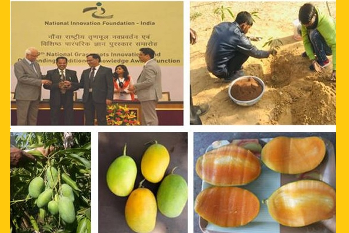 Mango, Shrikishan Suman, Kota, Rajasthan, Sadabahar, National Innovation Foundation