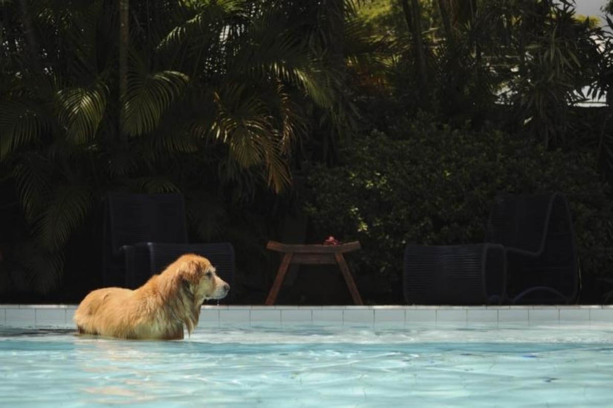 Here’s how swimming can benefit dogs