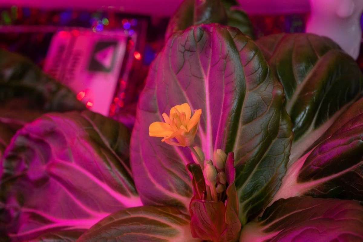 NASA astronaut successfully harvests 2 plants in space