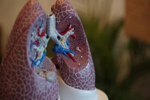 3D ‘lung-on-a-chip’ model to test new therapies for Covid