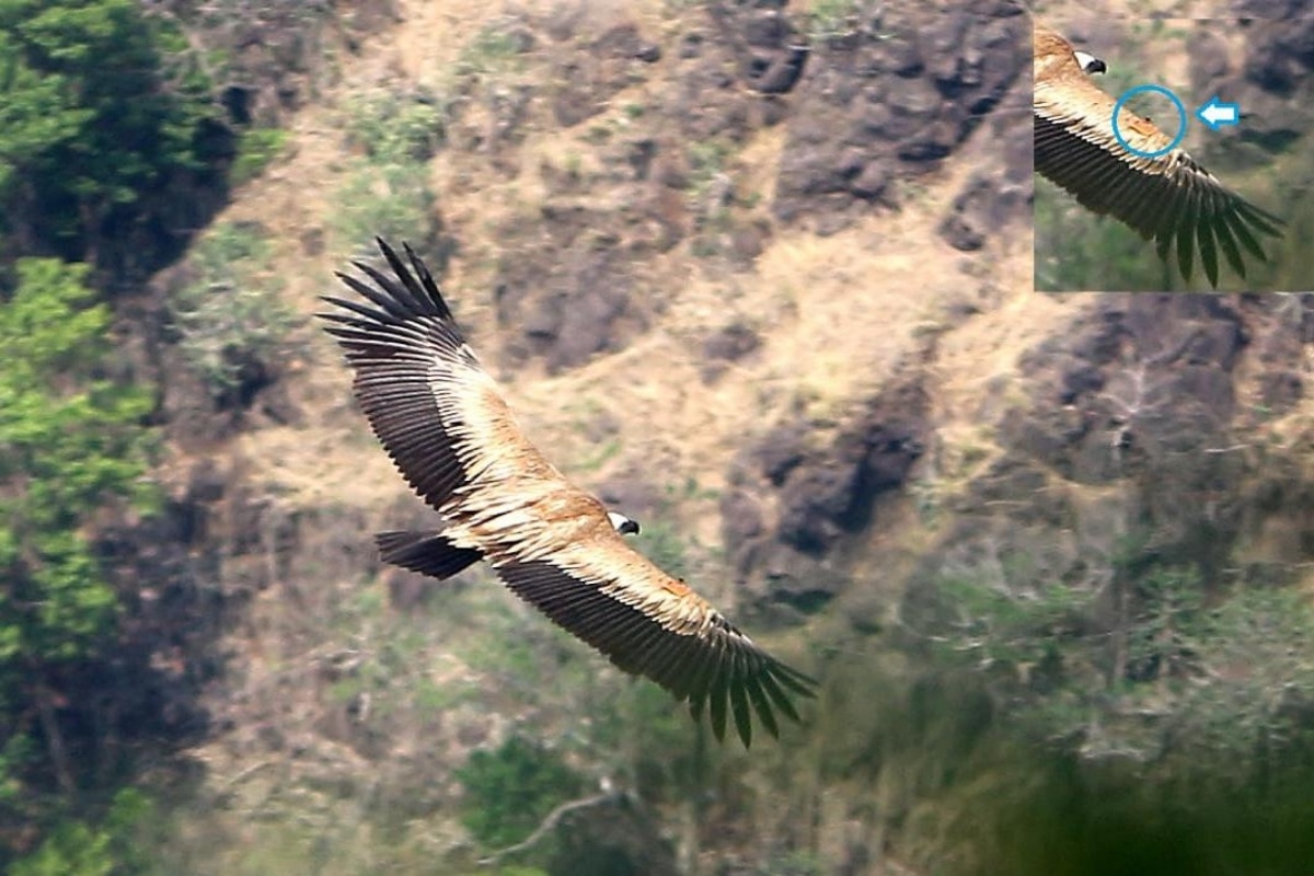 Rare Himalayan Griffon vulture falls ill, dies