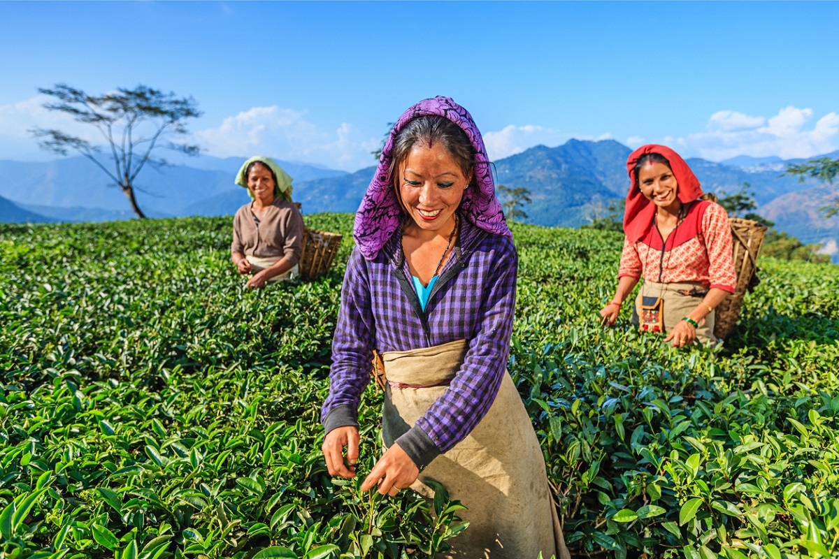 Questions galore on tea workers’ benefits