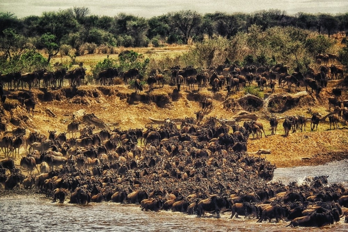 First-ever global initiative to map mammal migrations