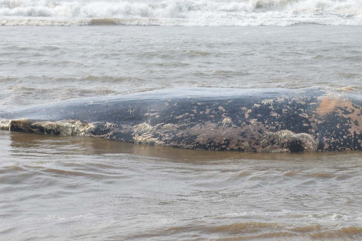 12th dead whale washes up in San Francisco Bay Area