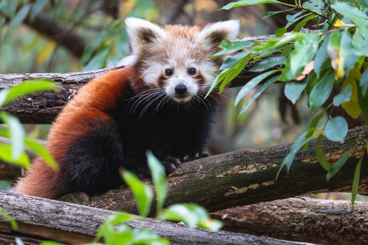 Red panda birth brings cheer in Darjeeling - The Statesman