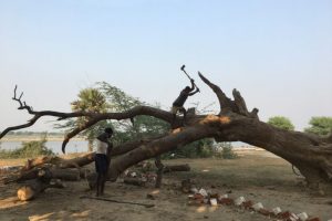 Hundreds of trees chopped off along Yamuna, furore on social media
