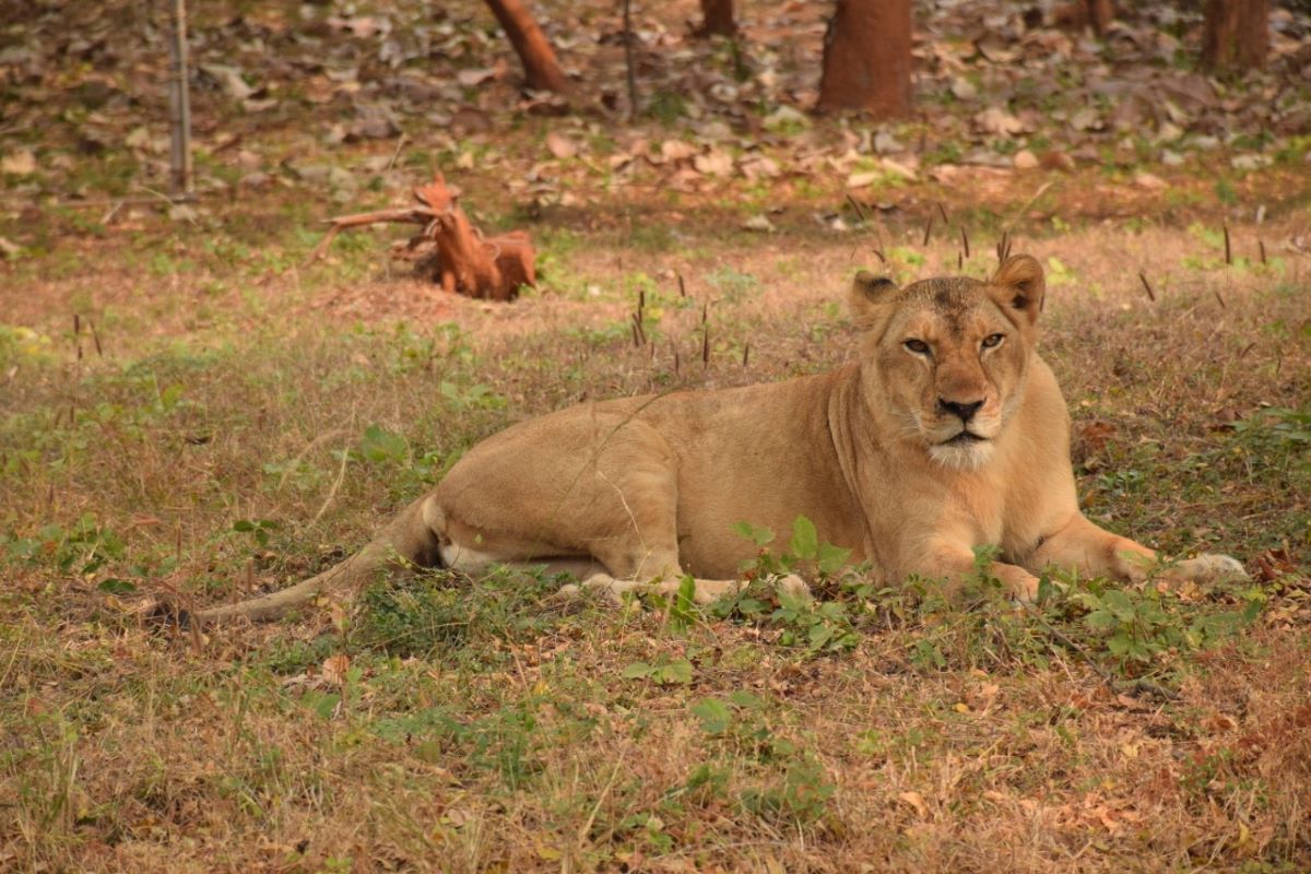 Lioness tests Covid positive in Sri Lankan zoo