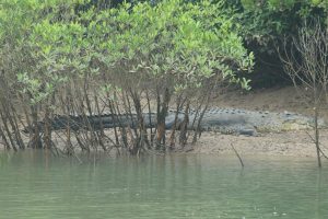 Man-crocodile conflict: Two humans killed in past three days in Bhitarkanika