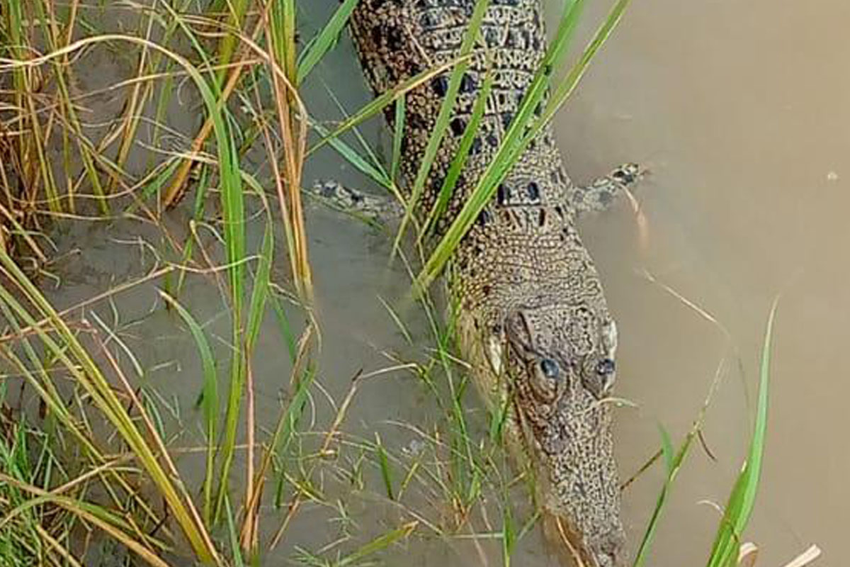 Carcass, crocodile, Bhitarkanika national park, Mangrove