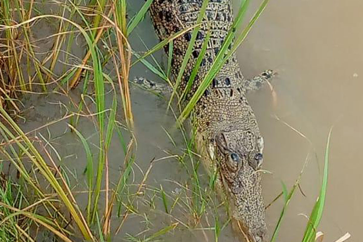 Estuarine croc kills fisher woman in Bhitarkanika national park