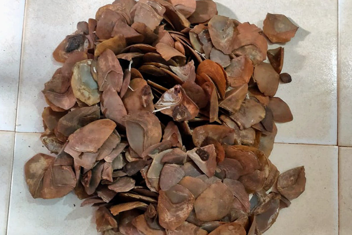STF busts pangolin scales’ racket, one held