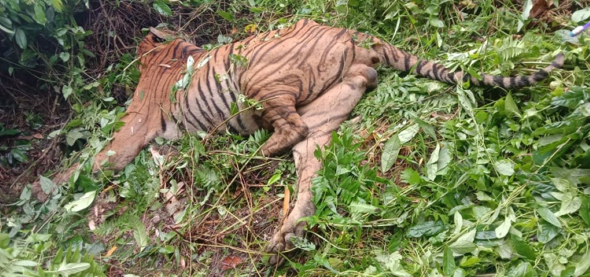 Forest guard suspended for killing a Royal Bengal tiger in Assam