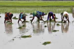 Heavy rainfall in Burdwan hits Amon cultivation