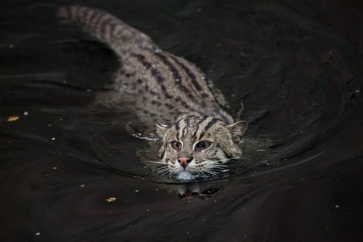 Alipore Zoo plans to start fishing cats conservation/breeding project