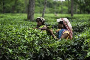 Changing climate affecting quality, quantity of tea