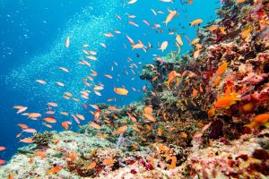 UNESCO chides Australia over Great Barrier Reef proposal