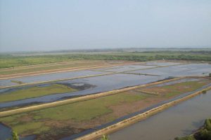 Orissa High Court orders instantaneous satellite imaging of prawn dykes in Bhitarkanika wetland site