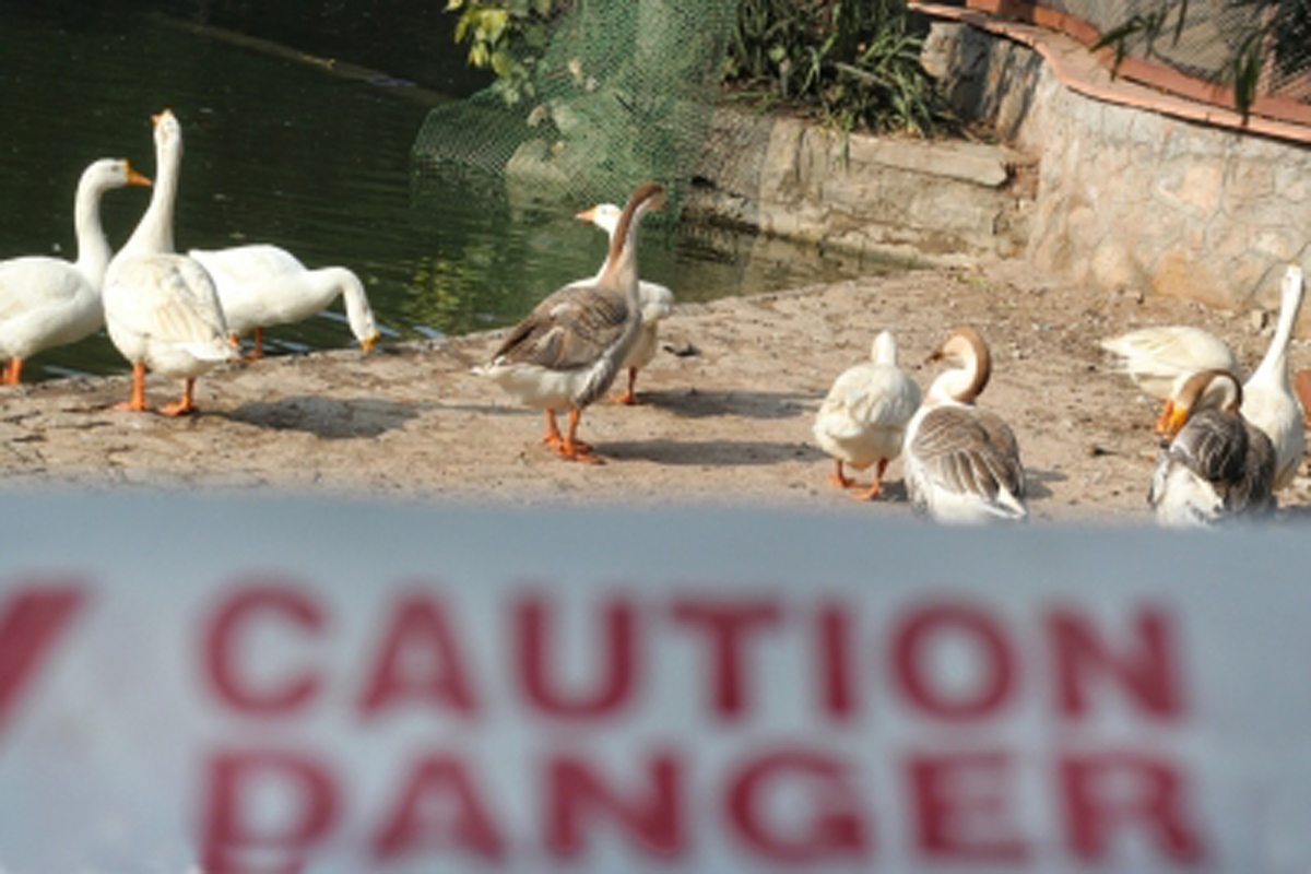 Bird flu reported in Kerala