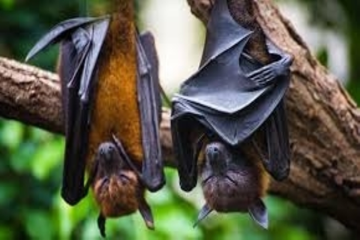 Scientists discover novel coronavirus in British bats