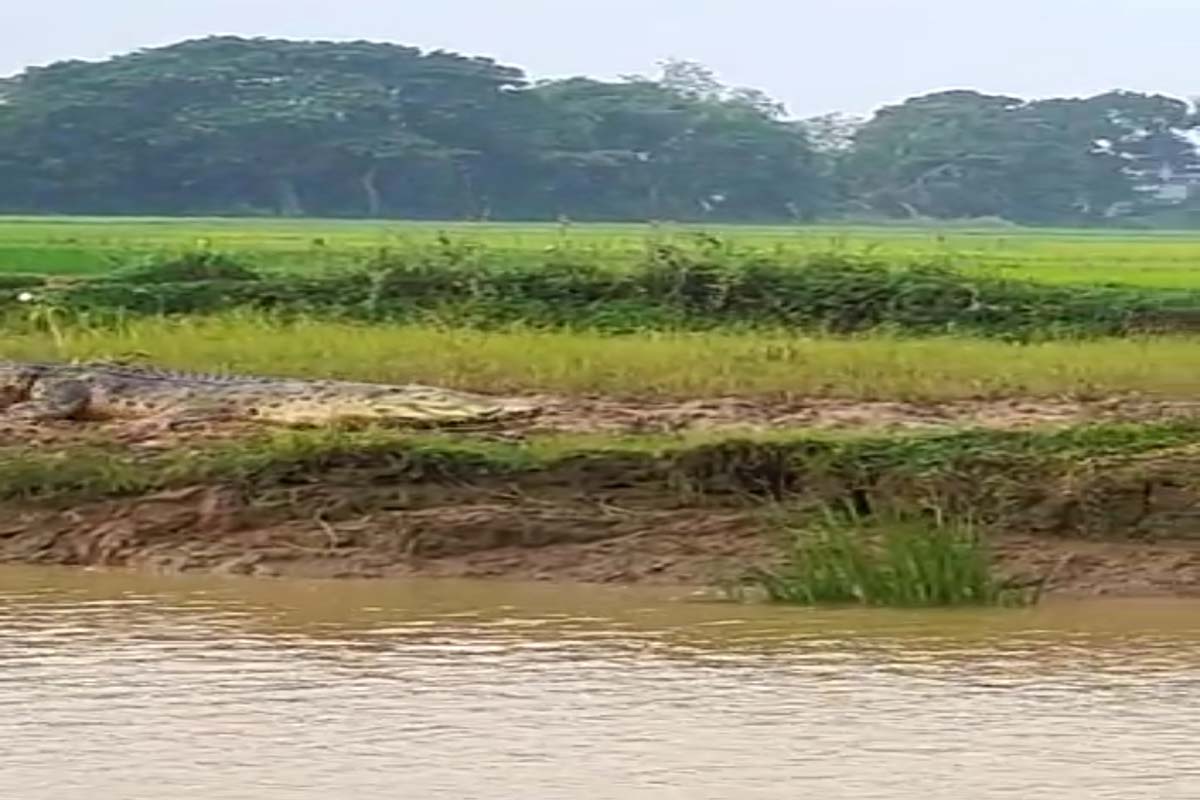 Agriculture operation affected as crocodiles sneak into water-logged croplands in Odisha