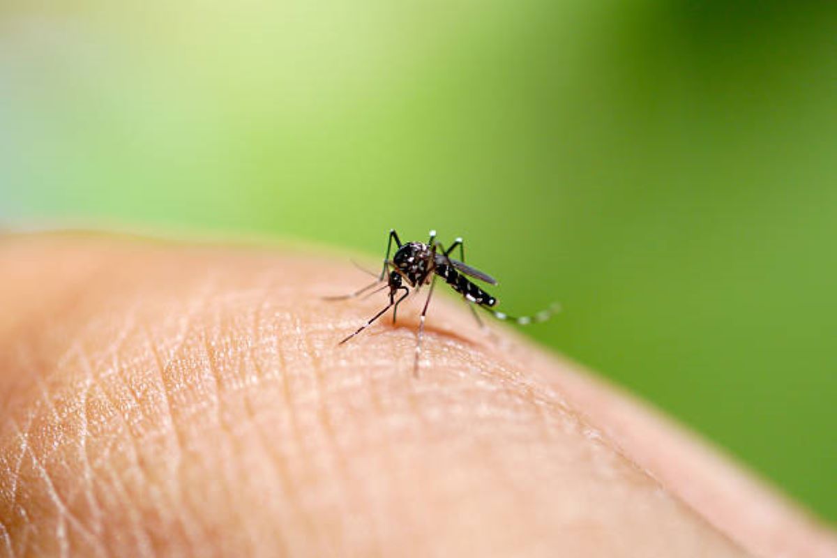 Dudhia dengue: Naxalbari on alert