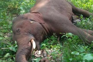 Four elephants died of electrocution in last 30 days