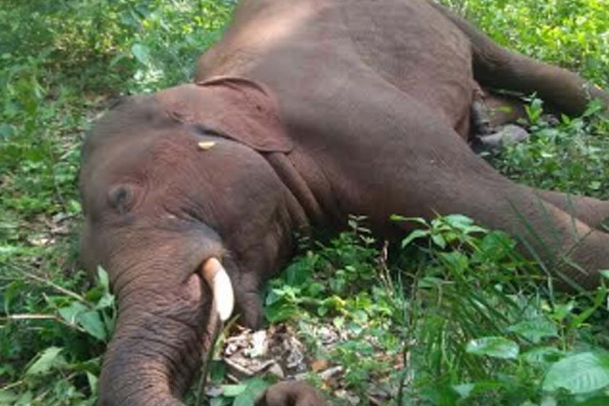 Elephants, Electrocuted, Odisha, National Heritage Animals, Jagannathpur Village, Talagarh, Live Wire Poaching