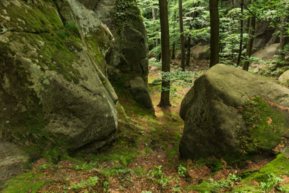 Forest dept. cracks down on boulder smugglers