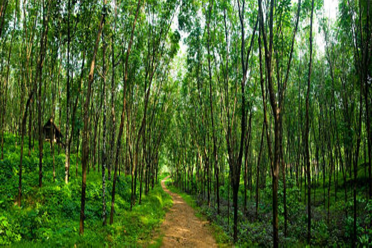 ‘Forest’ not defined in any Central laws, says government